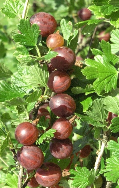 TreeYo Gooseberry - Captivator