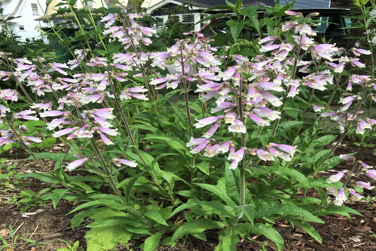 Hairy Beardtongue "Penstemon hirsutus"