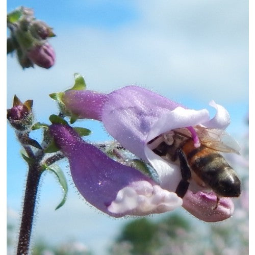 Hairy Beardtongue "Penstemon hirsutus"