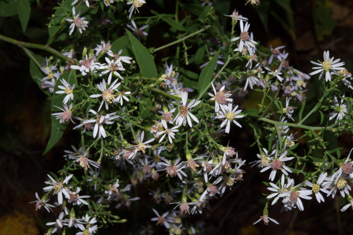 Blue Wood Aster "Symphyotrichum cordifolium"