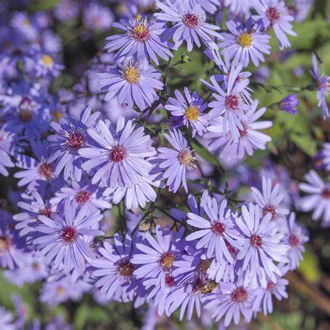 Blue Wood Aster "Symphyotrichum cordifolium"
