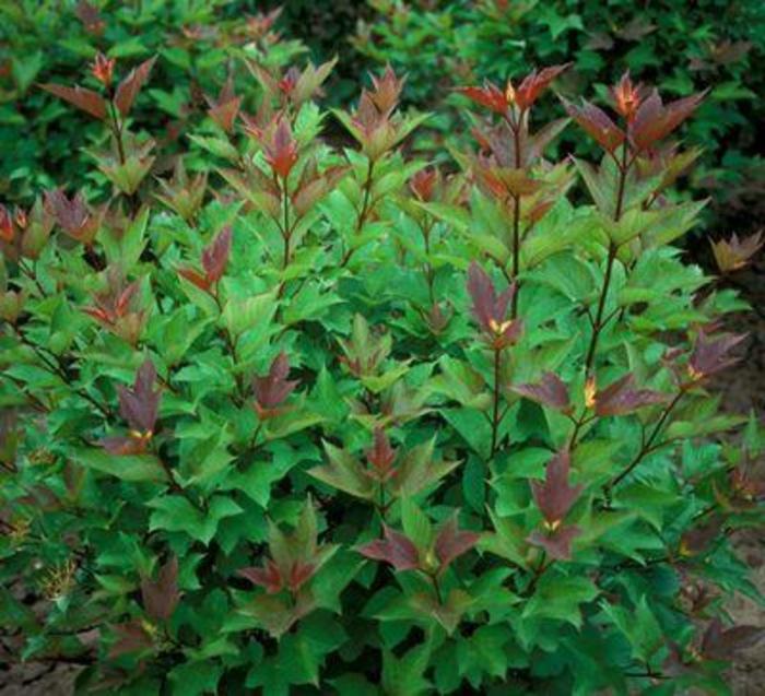 TreeYo American Highbush Cranberry