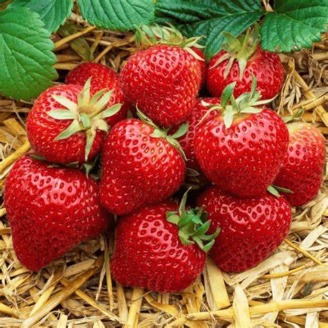 TreeYo Strawberry-Honeoye