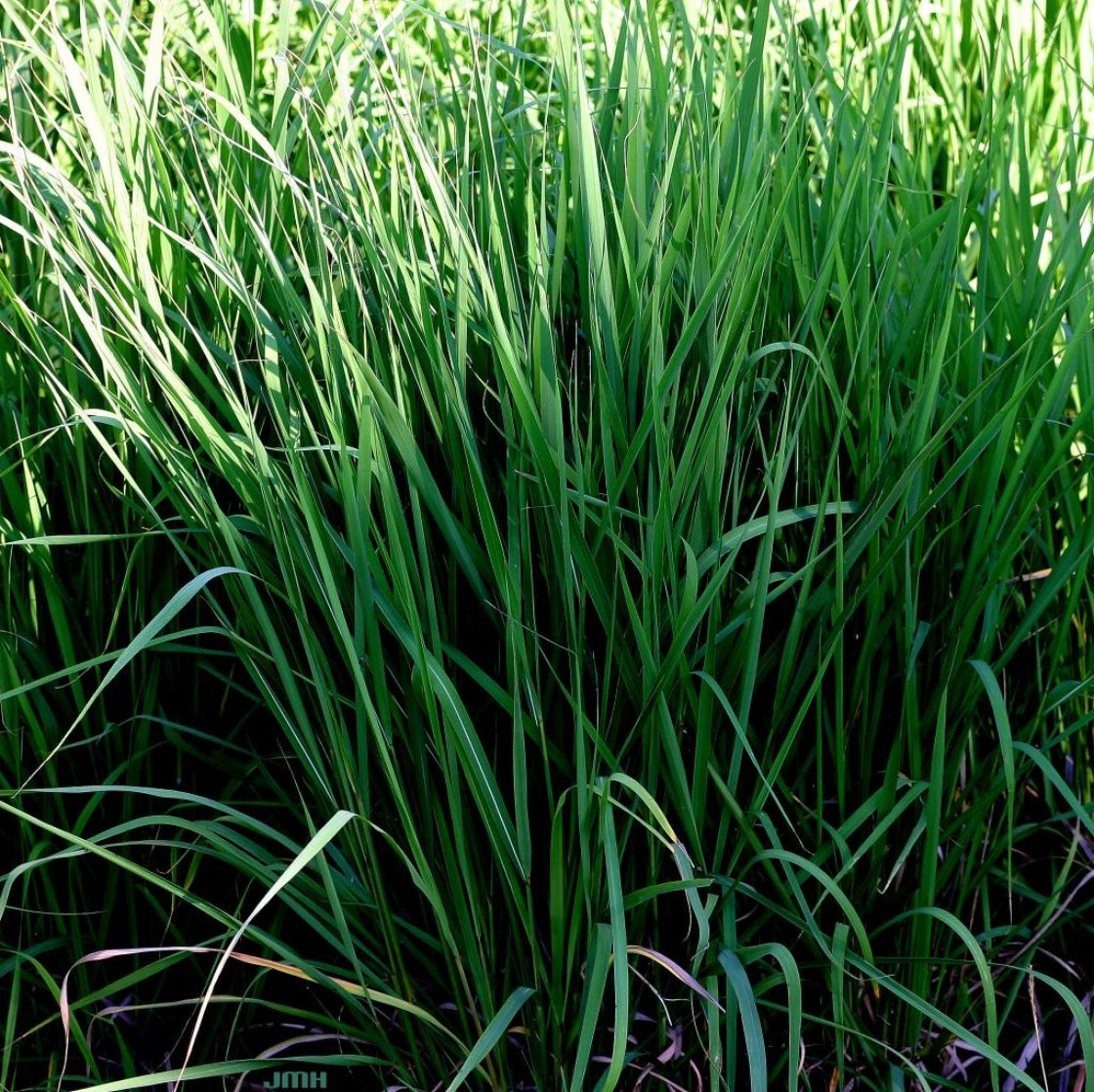 Indian Grass "Sorghastrum nutans"