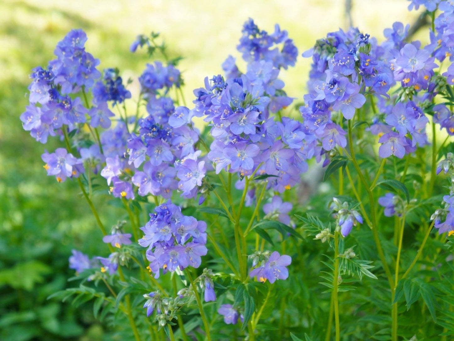 Jacob's Ladder "Polemonium reptans"