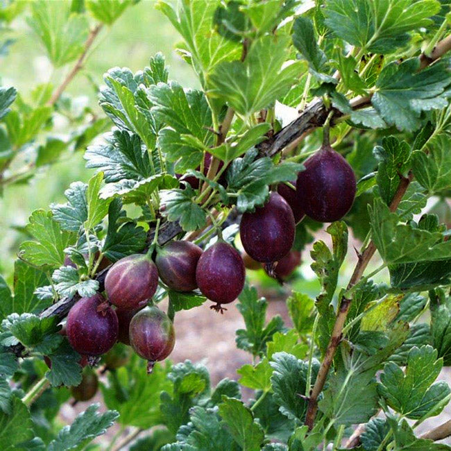TreeYo Gooseberry - Jahn's Prairie
