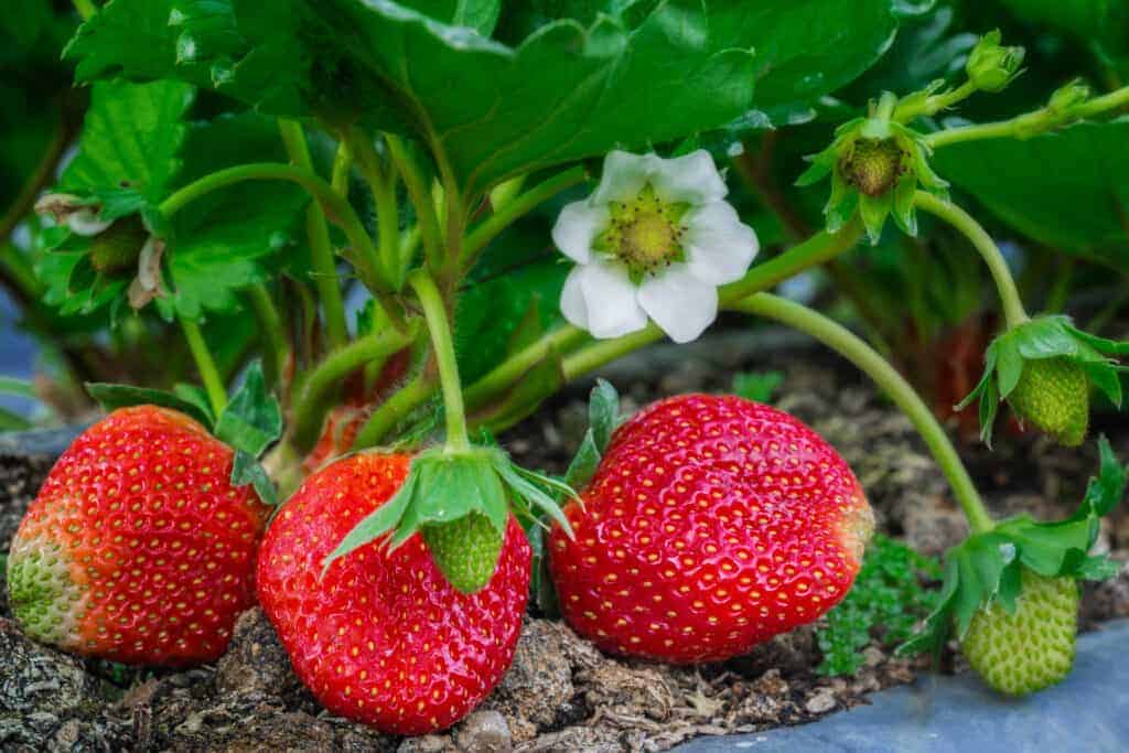 TreeYo Strawberry-Jewel