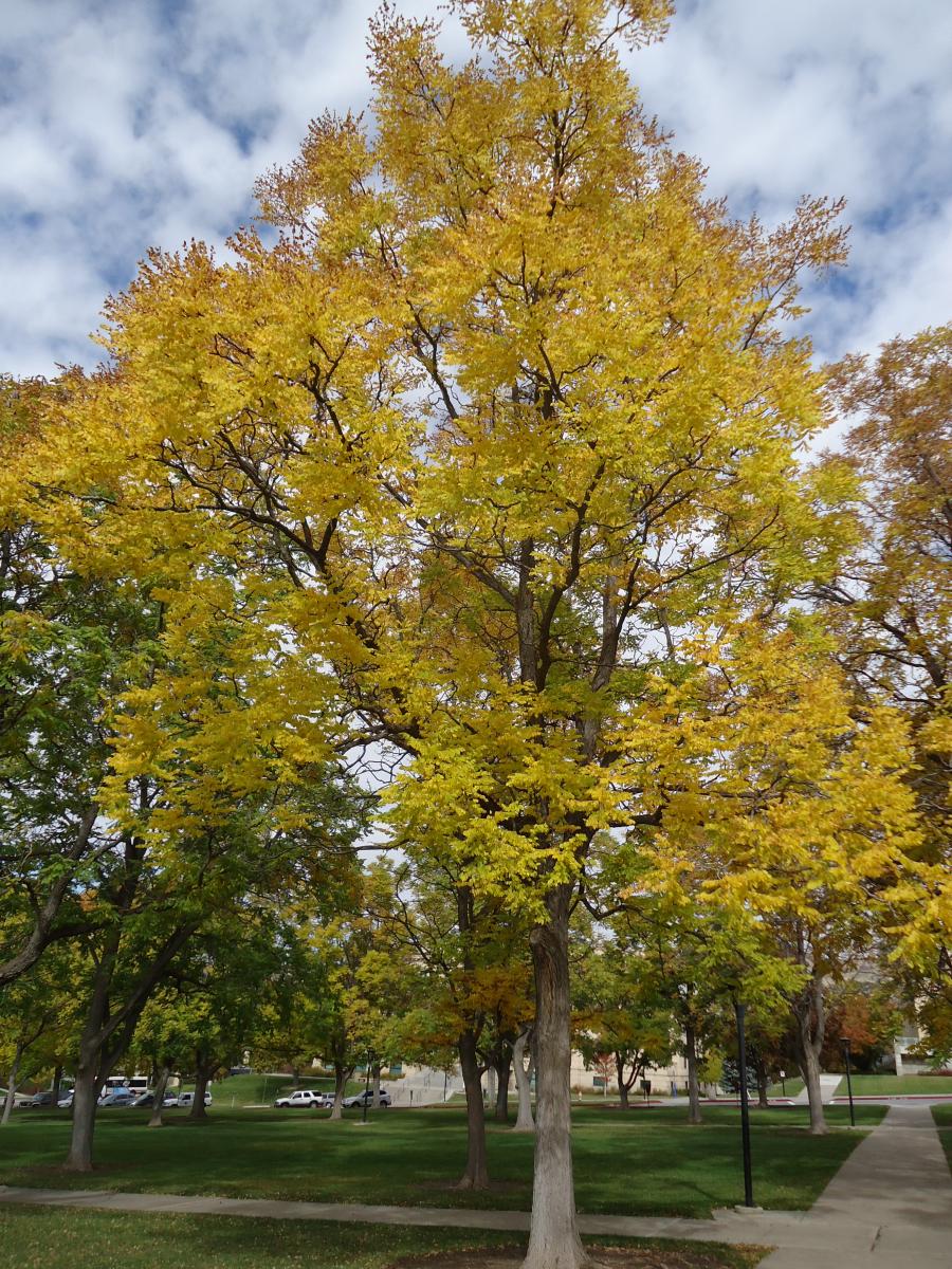 Kentucky Coffeetree "Gymnocladus dioicus"