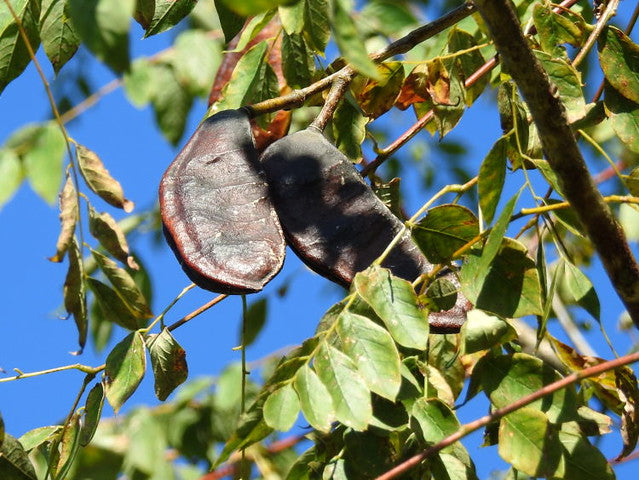 Kentucky Coffeetree "Gymnocladus dioicus"