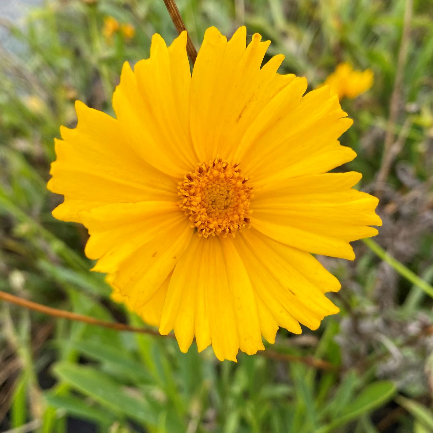 Lance Leaf Coreopsis "Coreopsis lanceolata"