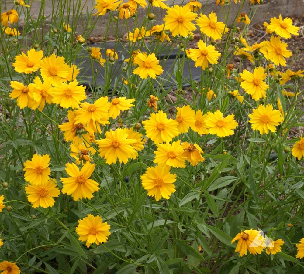 Lance Leaf Coreopsis "Coreopsis lanceolata"