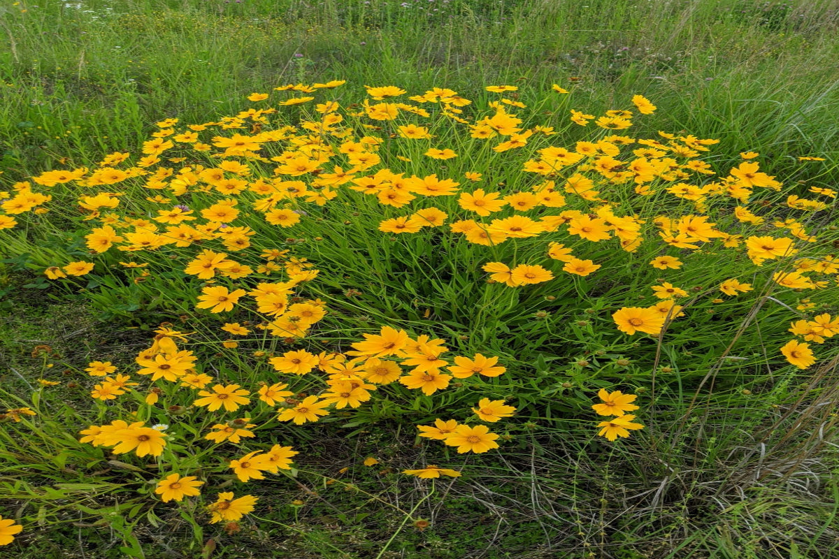Lance Leaf Coreopsis "Coreopsis lanceolata"