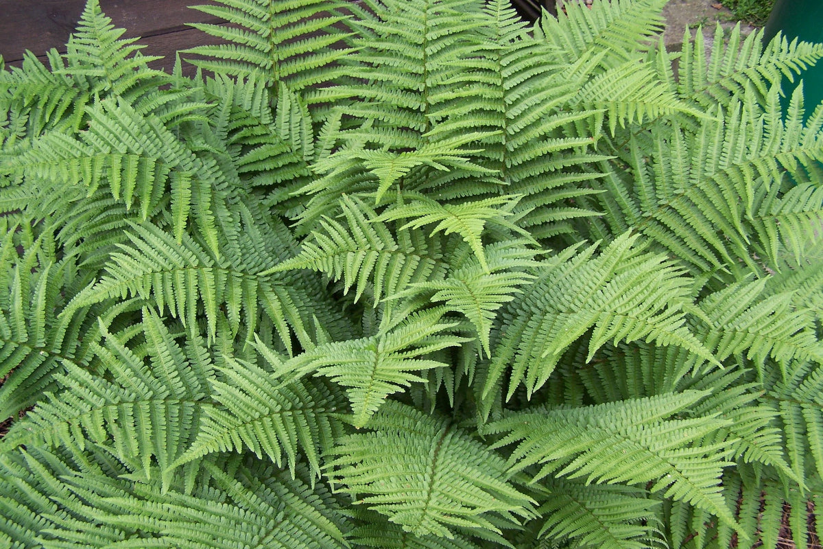 Marginal Woodfern "Dryopteris marginalis"