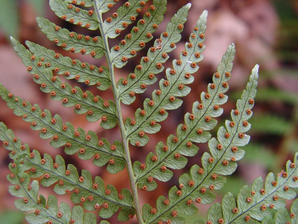 Marginal Woodfern "Dryopteris marginalis"