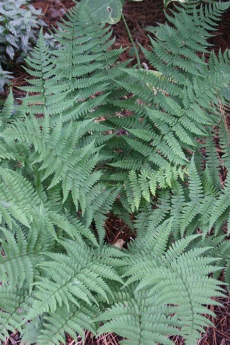 Marginal Woodfern "Dryopteris marginalis"