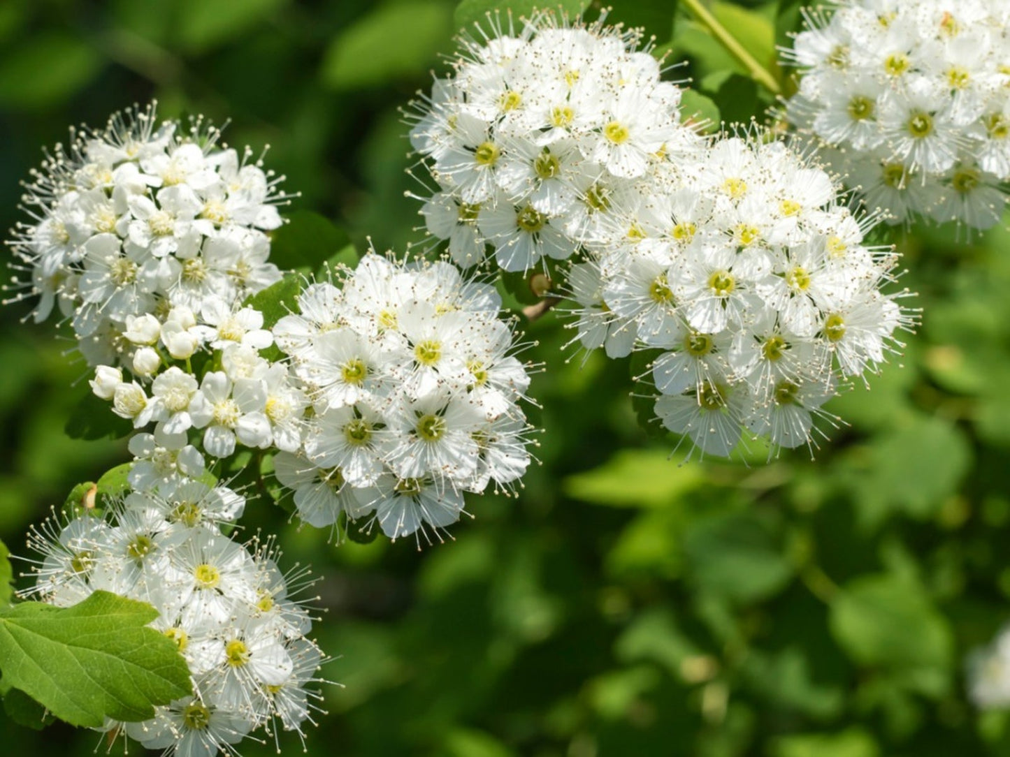 TreeYo Nannyberry Viburnum