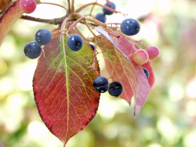 TreeYo Nannyberry Viburnum