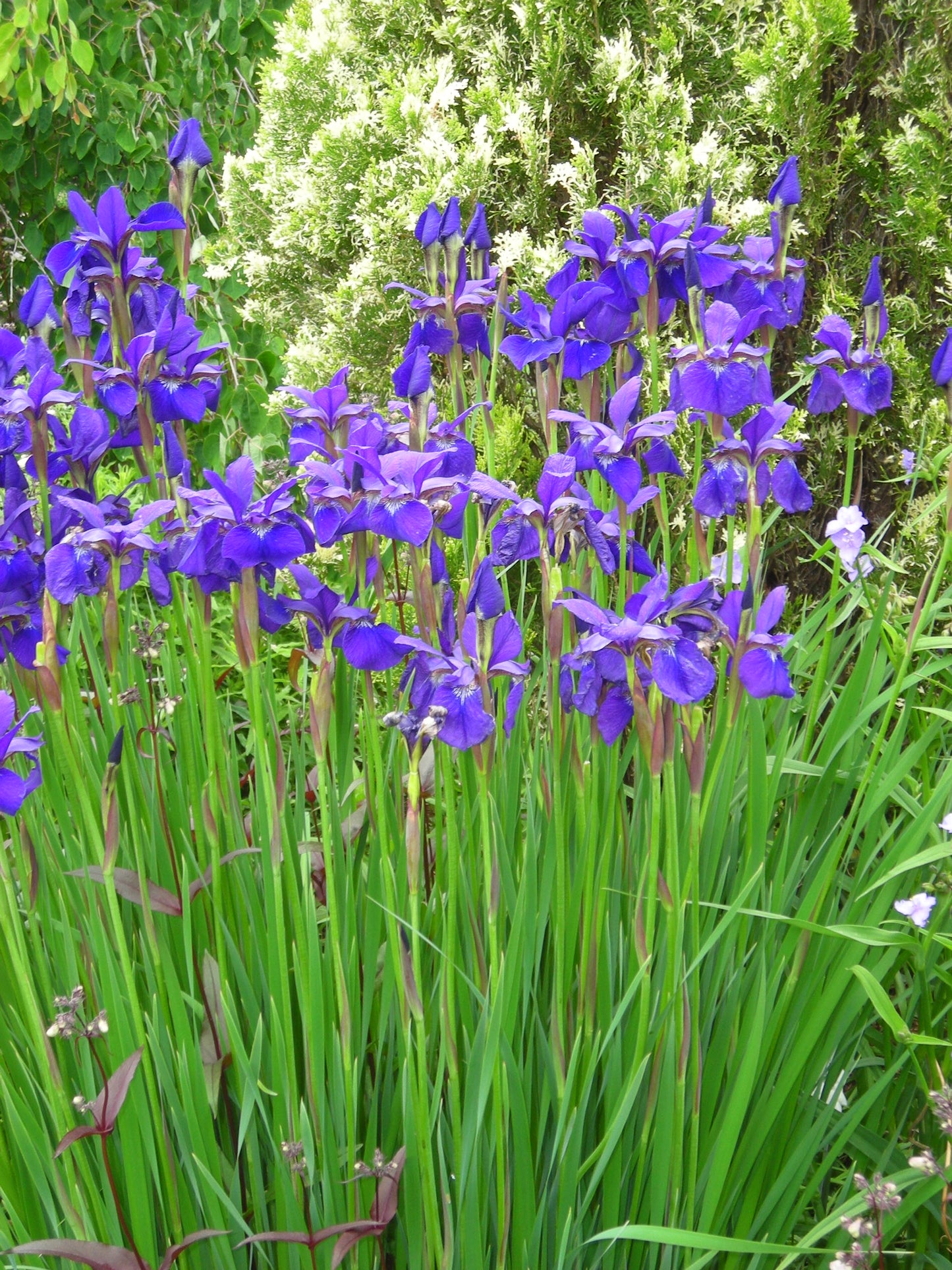 Northern Blue Flag "Iris versicolor"