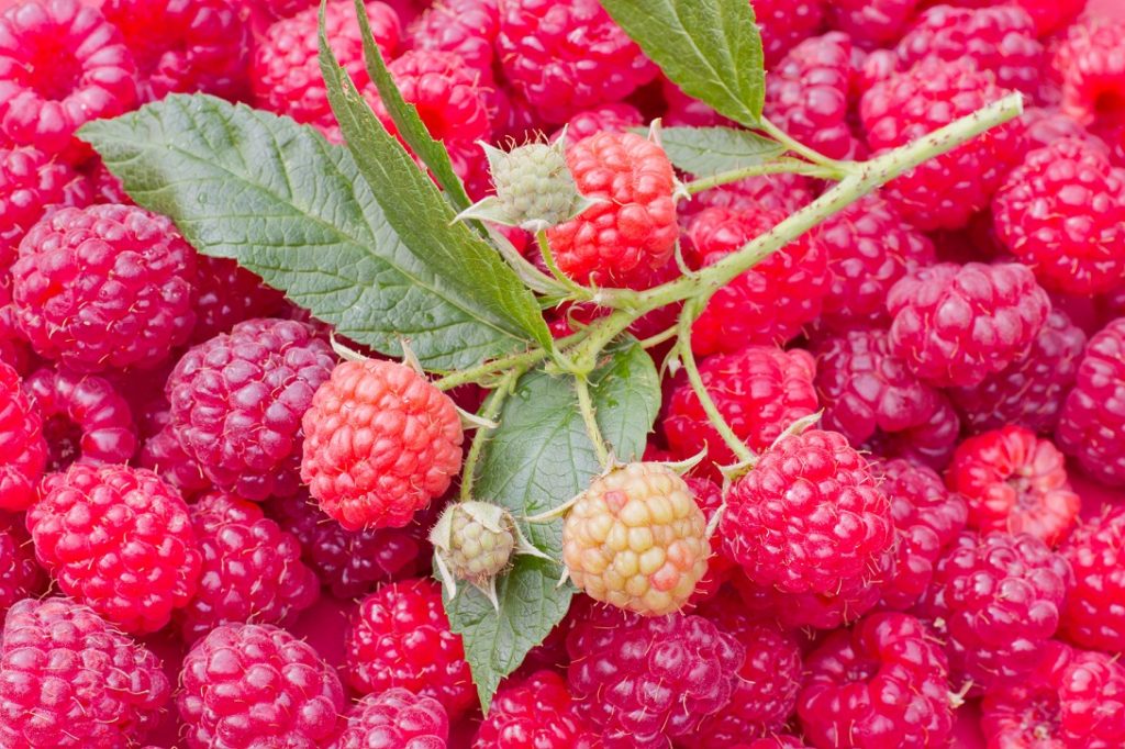 TreeYo Raspberry - Nova Red - Summer & Fall