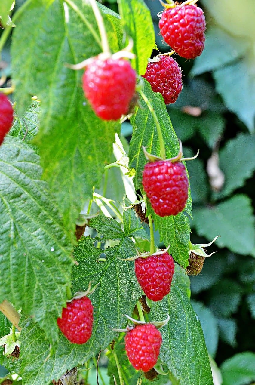 TreeYo Raspberry - Nova Red - Summer & Fall