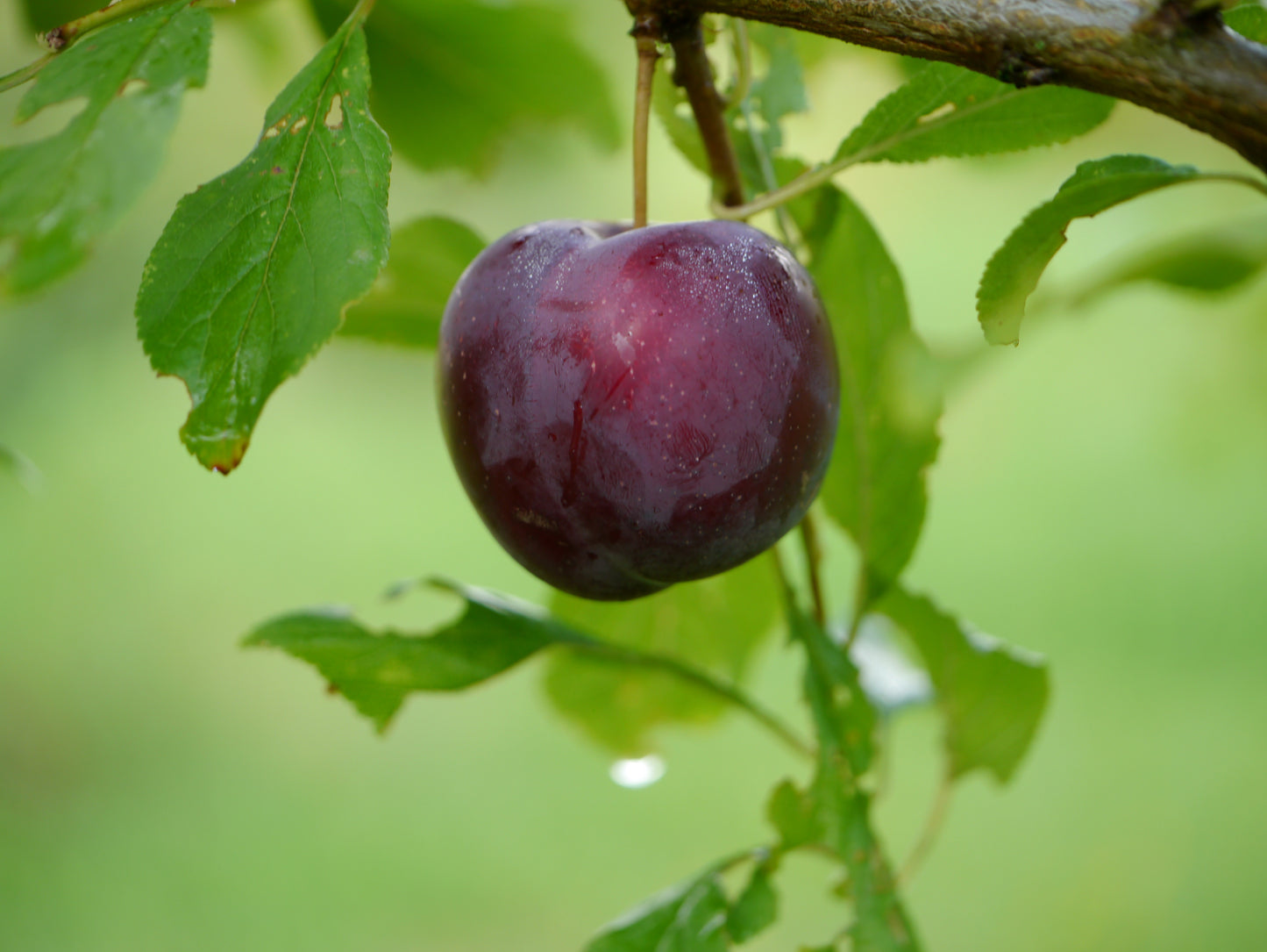 TreeYo Asian Plum - Obilinaja