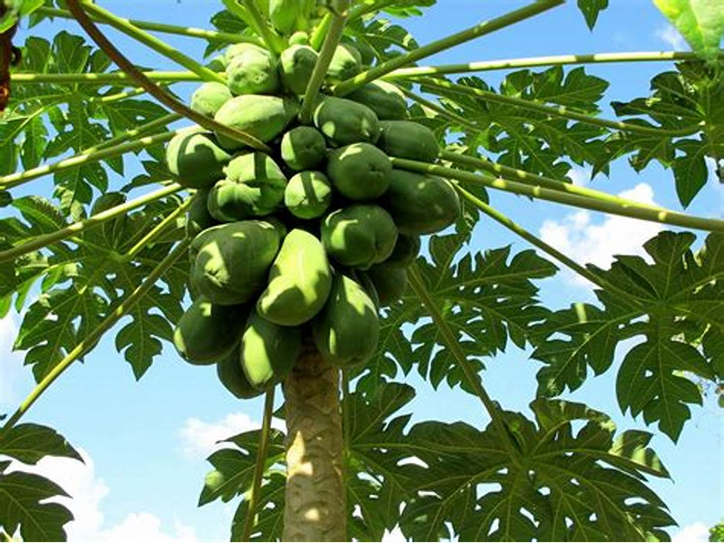 Paw Paw