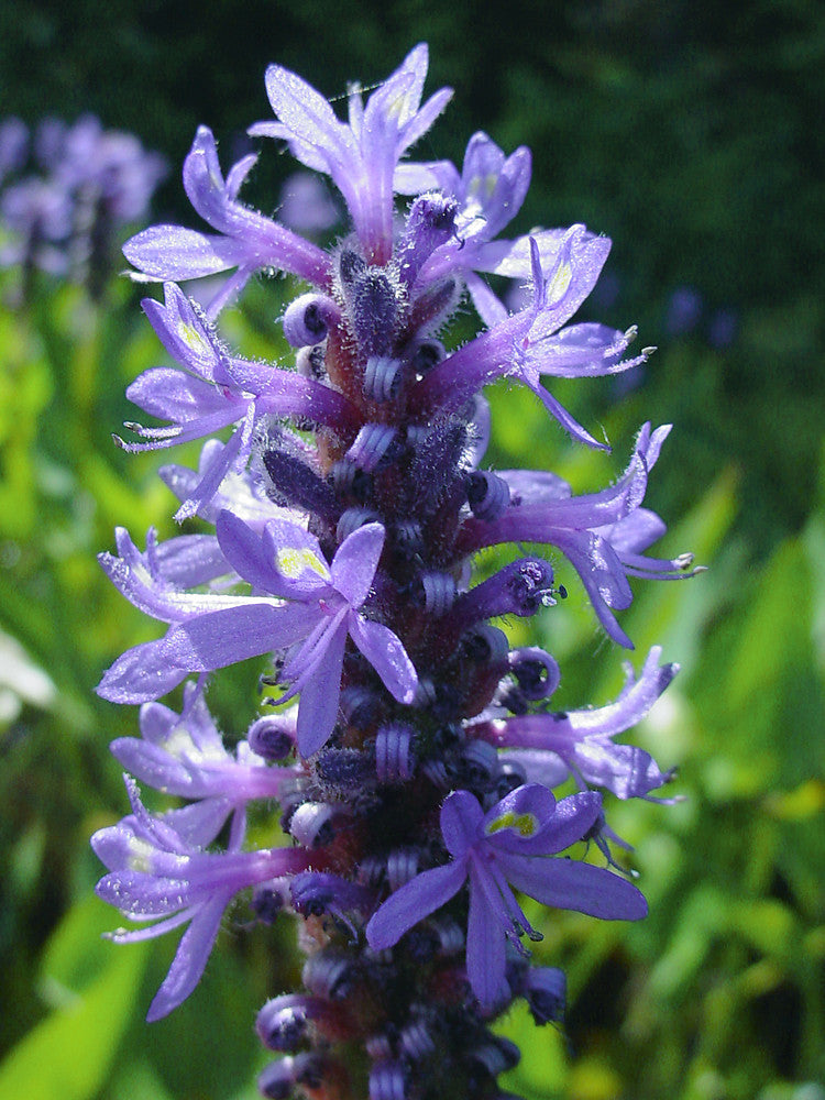 Pickerelweed "Pontederia cordata"