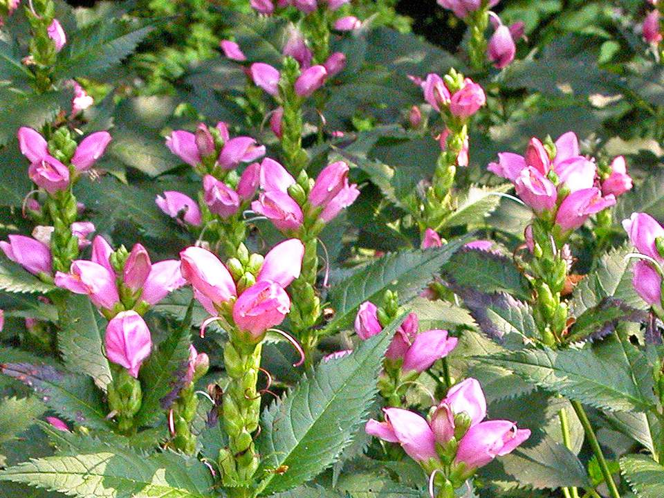 Turtlehead "Chelone glabra"