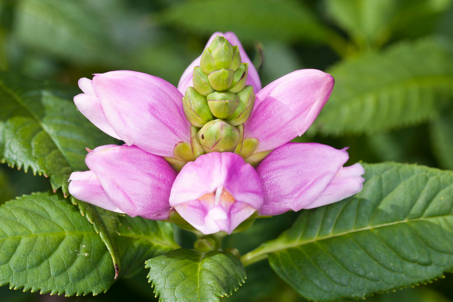 Turtlehead "Chelone glabra"