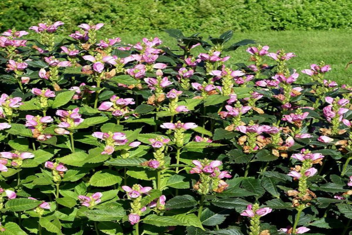 Turtlehead "Chelone glabra"