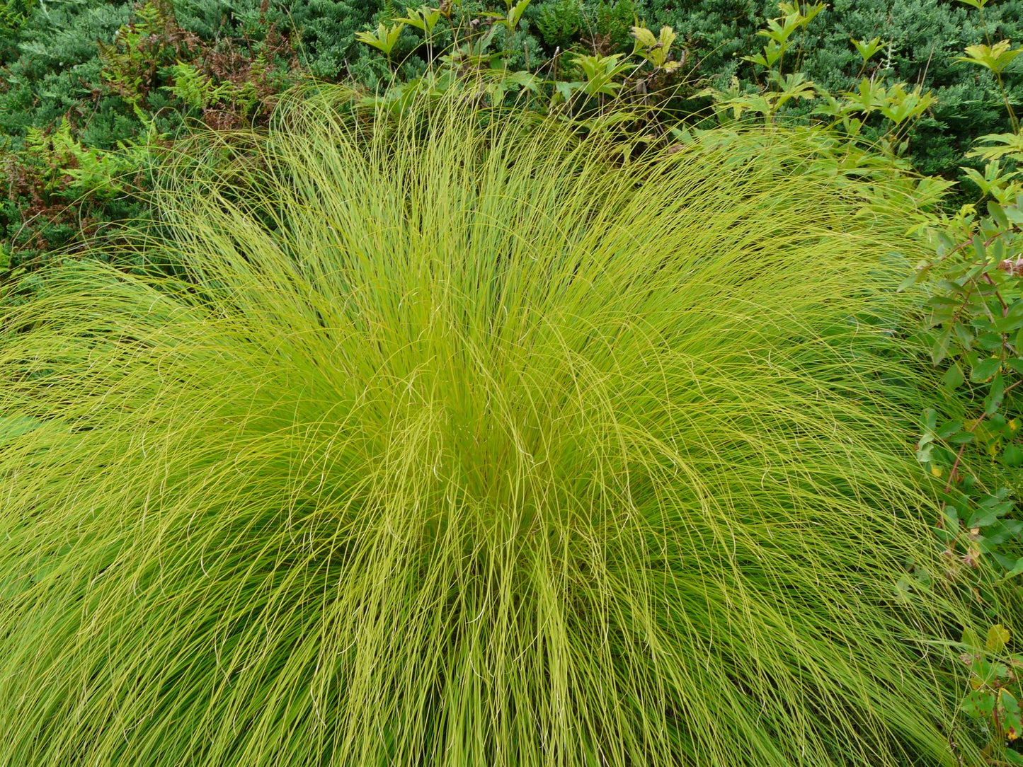 Prairie Dropseed "Sporobolus heterolepis"