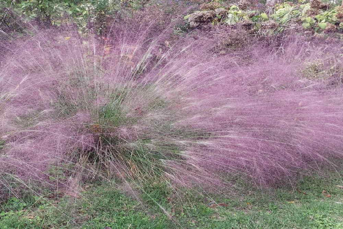 Purple Lovegrass "Eragrostis spectabilis"