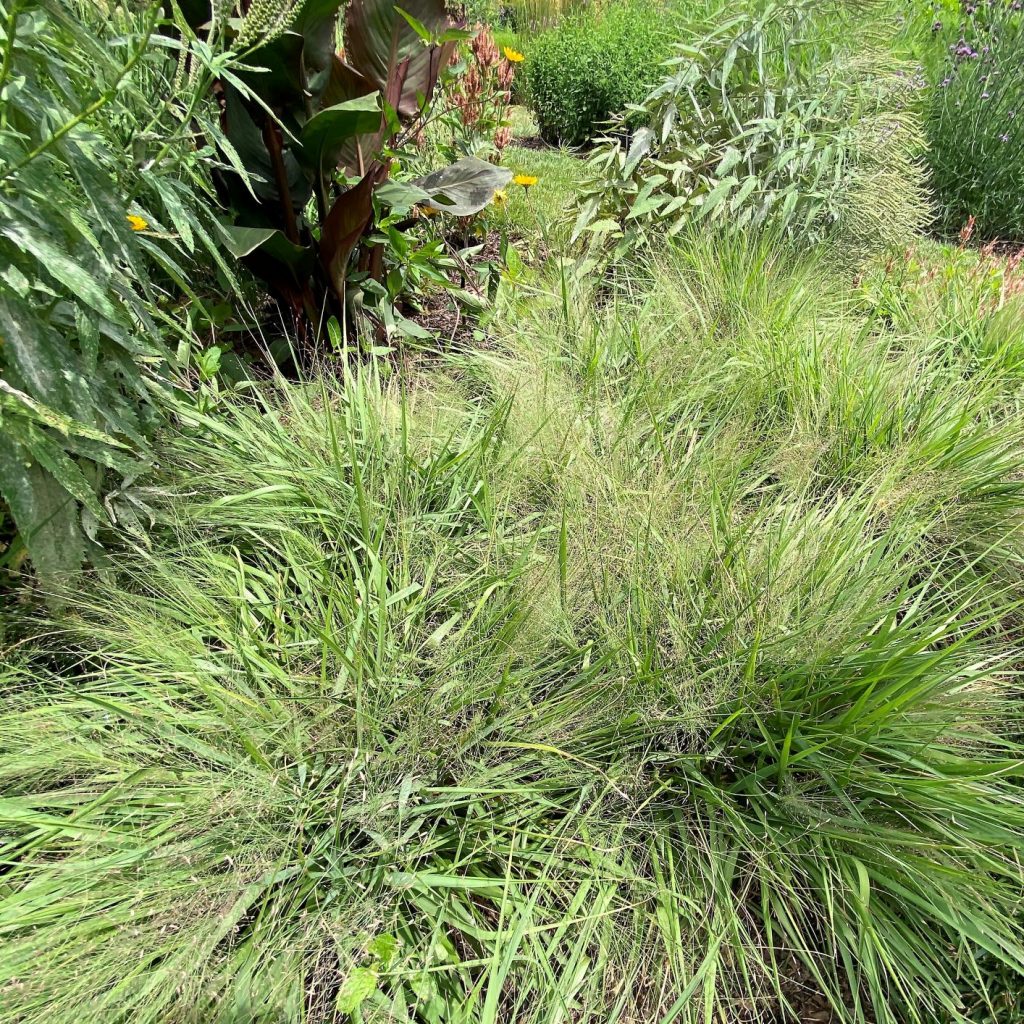 Purple Lovegrass "Eragrostis spectabilis"