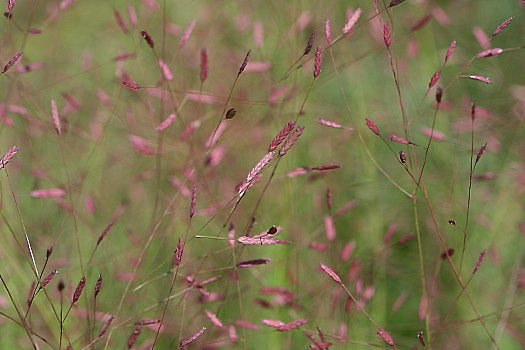 Purple Lovegrass "Eragrostis spectabilis"