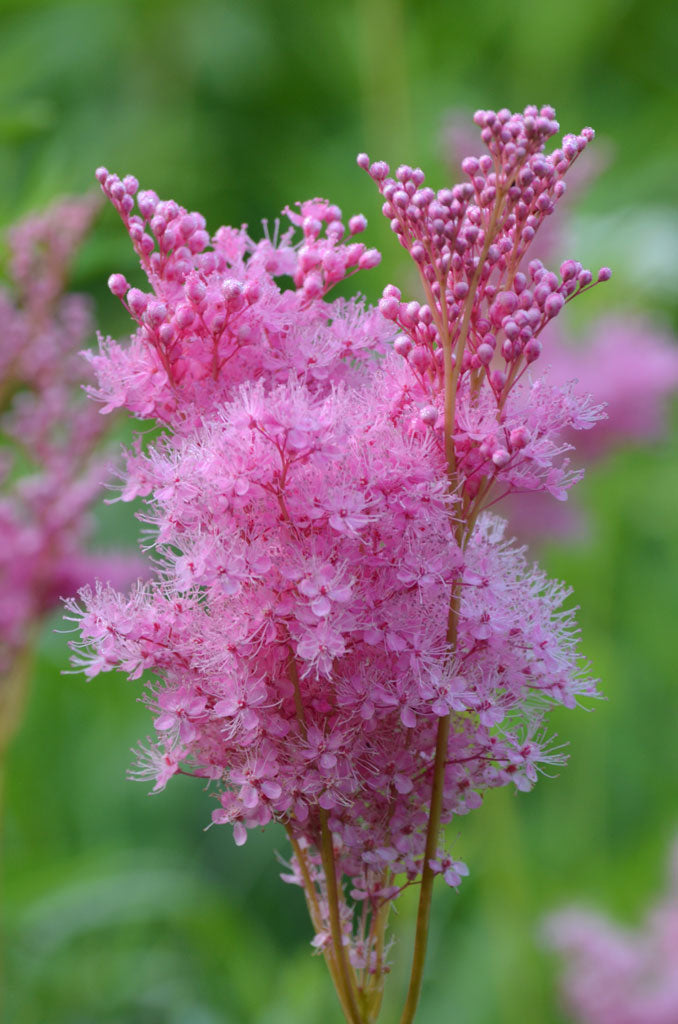 Queen of the Prairie "Filipendula rubra"