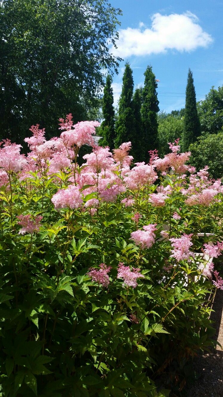 Queen of the Prairie "Filipendula rubra"