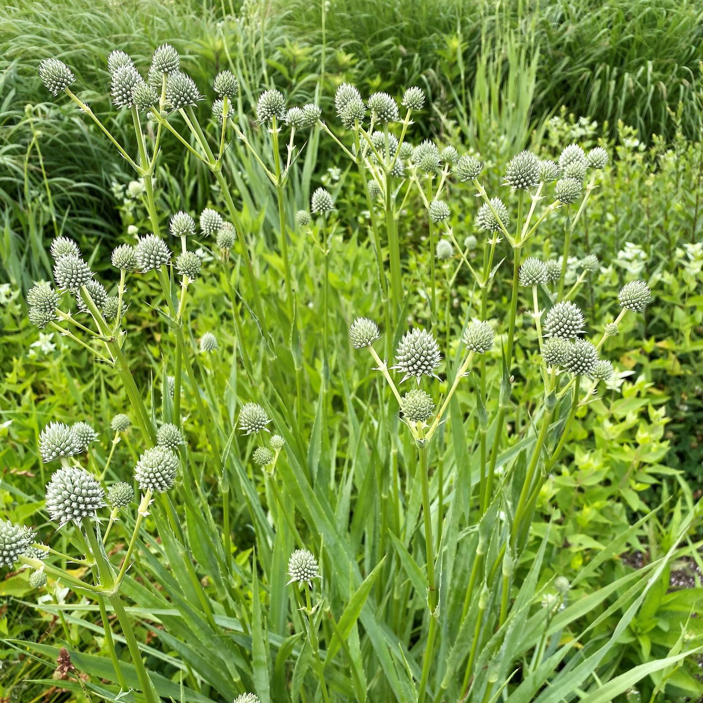 Rattlesnake Master "Eryngium yuccifolium"