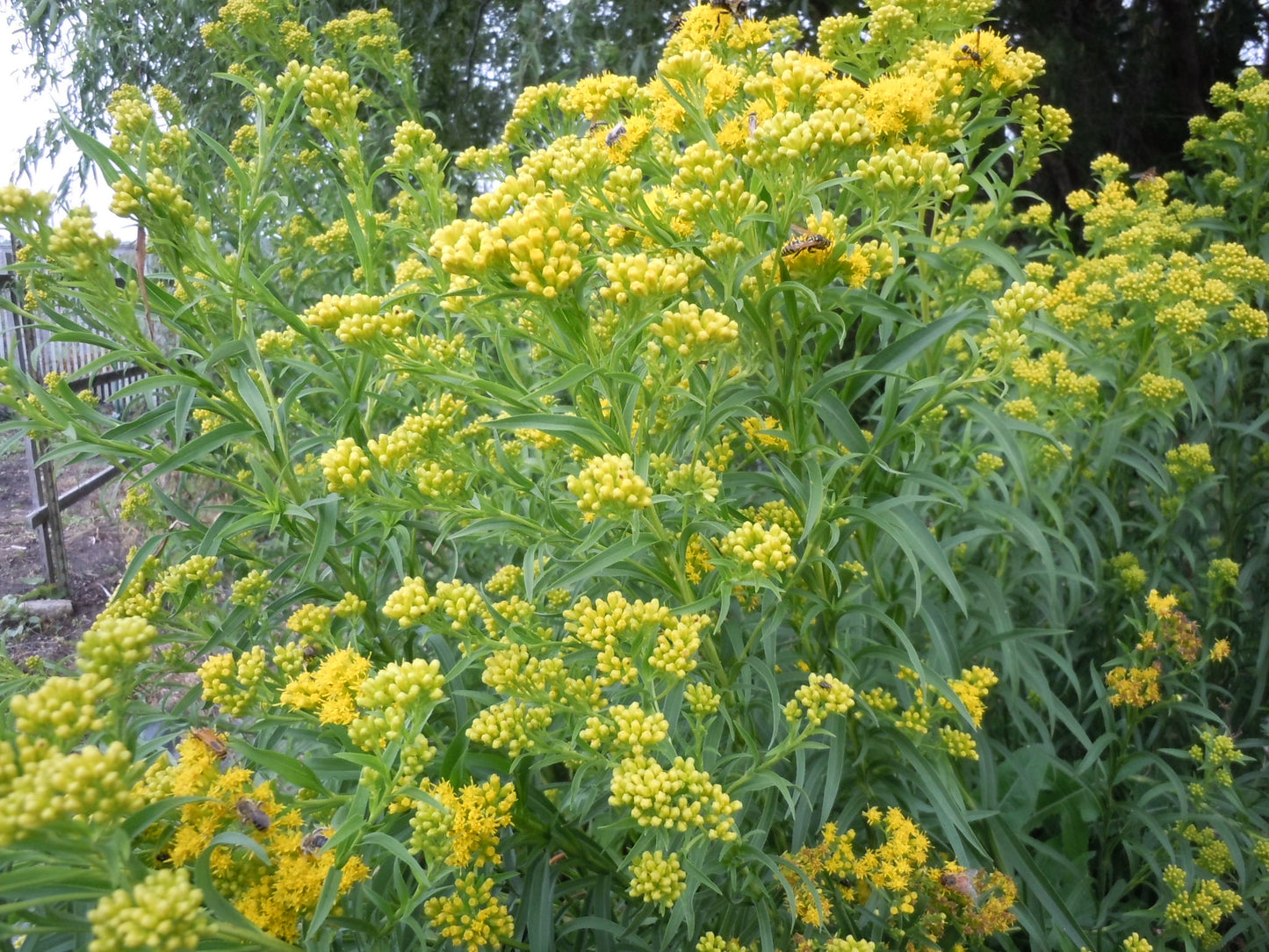 Riddell's Goldenrod "Oligoneuron riddellii"
