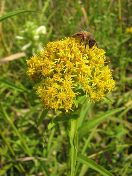 Riddell's Goldenrod "Oligoneuron riddellii"