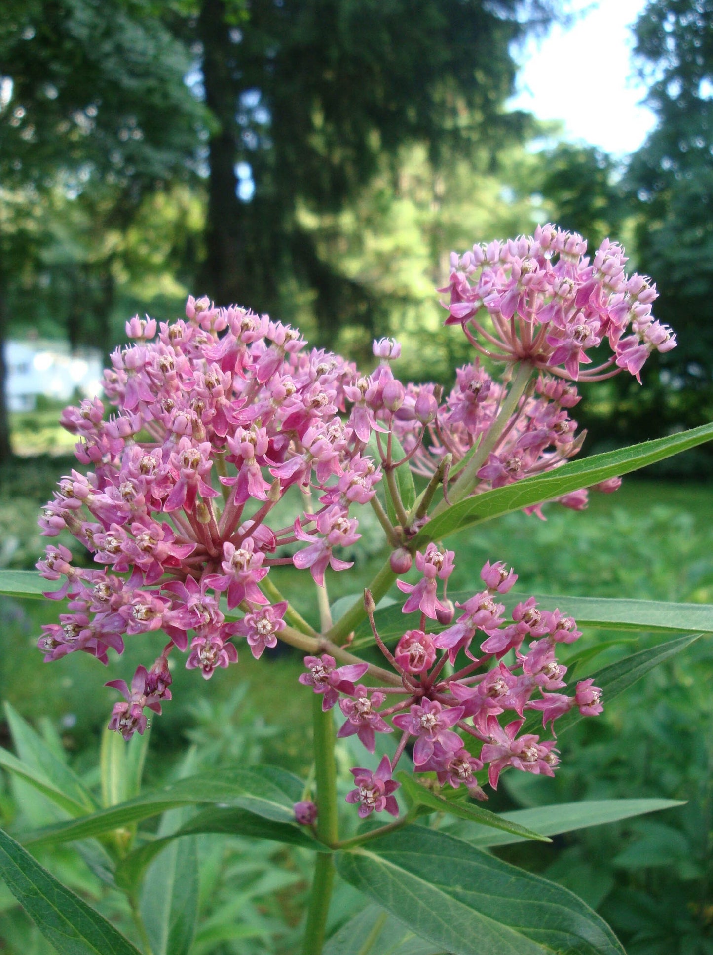 Rose Milkweed "Asclepias incarnata"