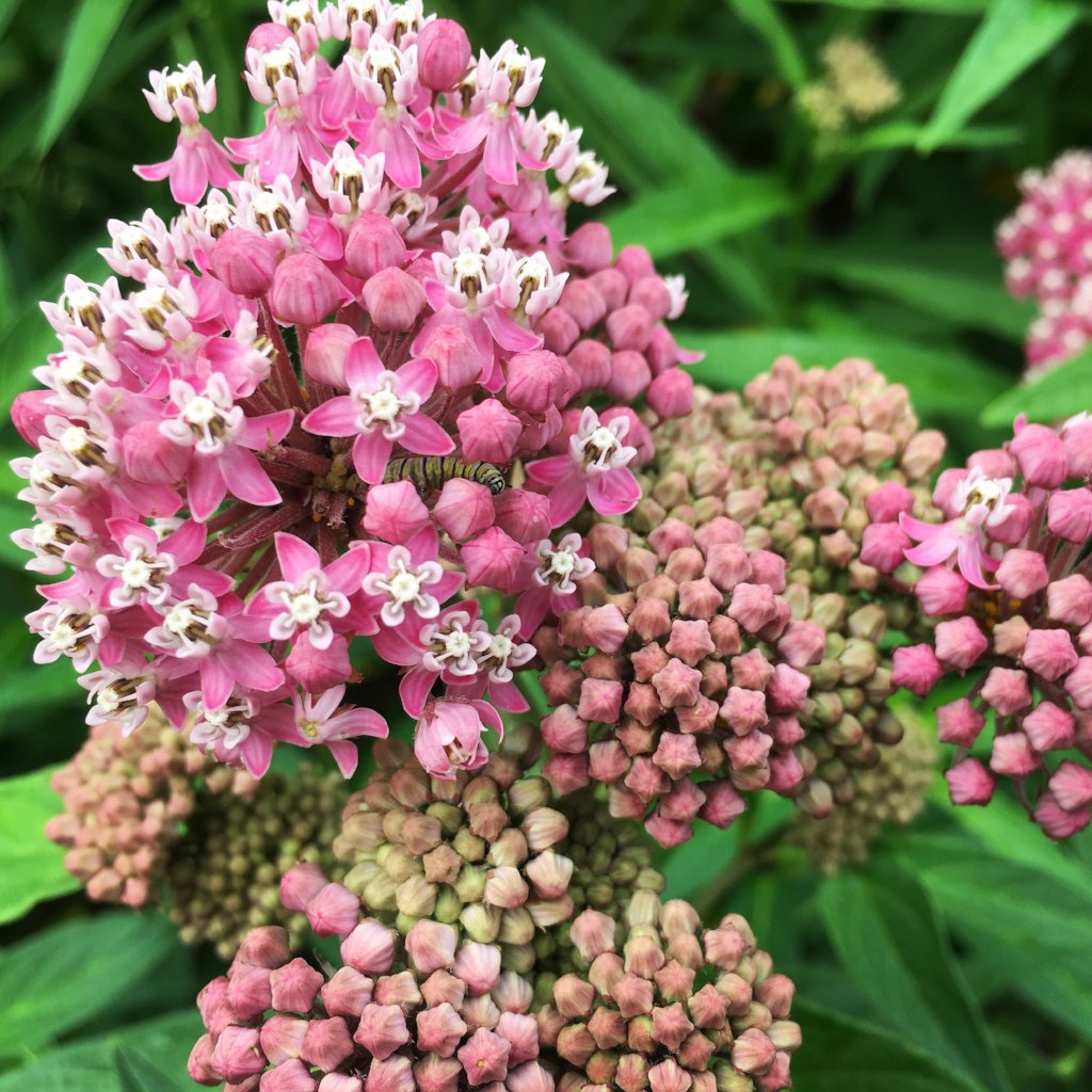 Rose Milkweed "Asclepias incarnata"