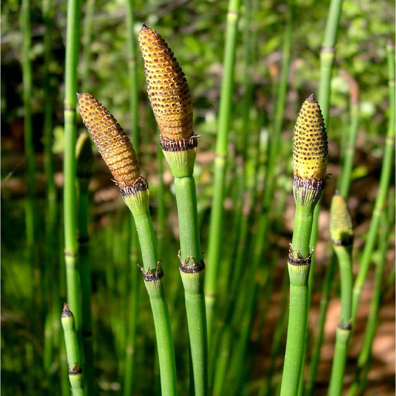 Scouring-Rush Horsetail "Equisetum hyemale"