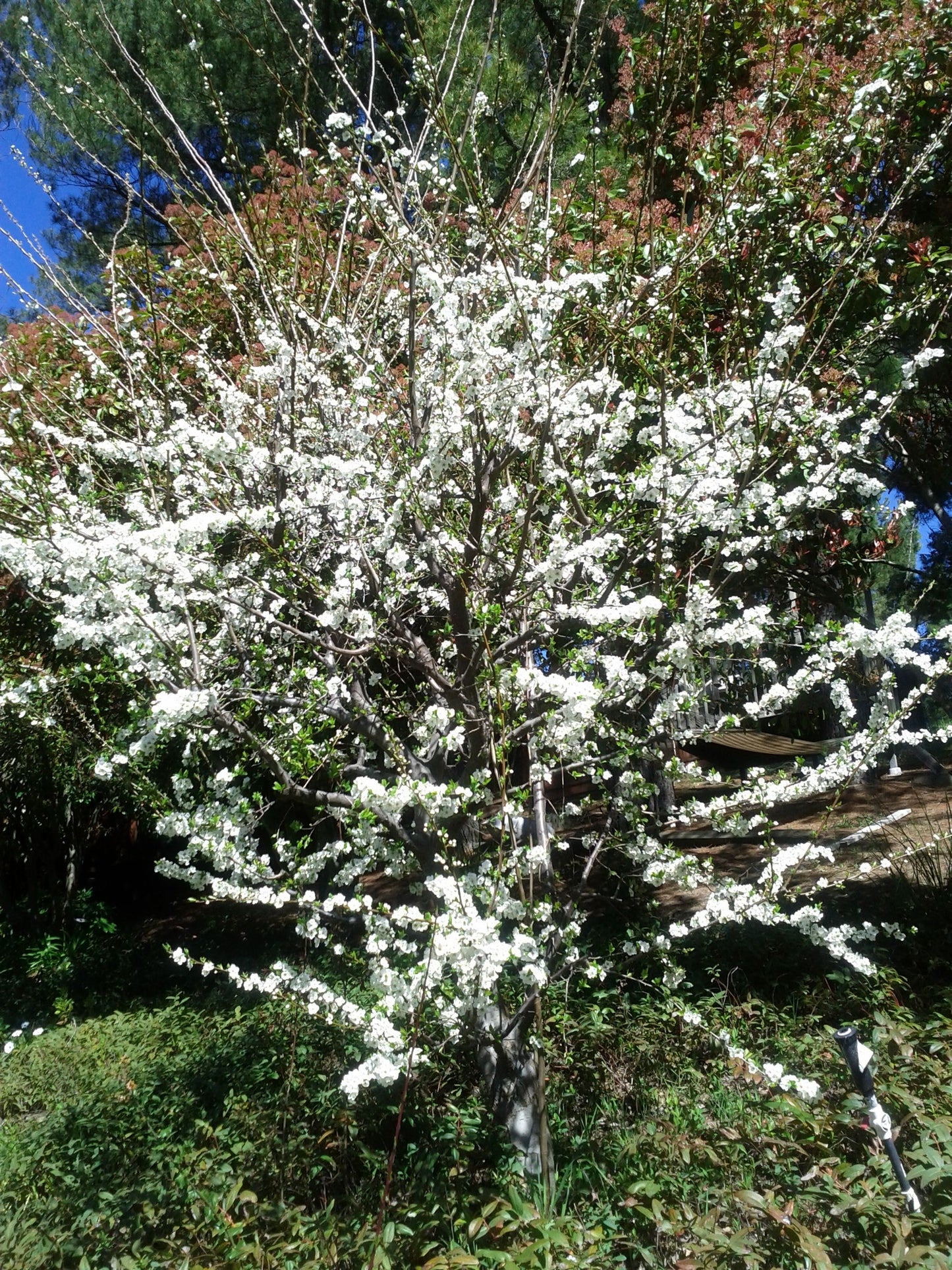 TreeYo Asian Plum - Shiro