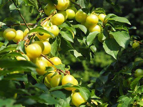 TreeYo Asian Plum - Shiro