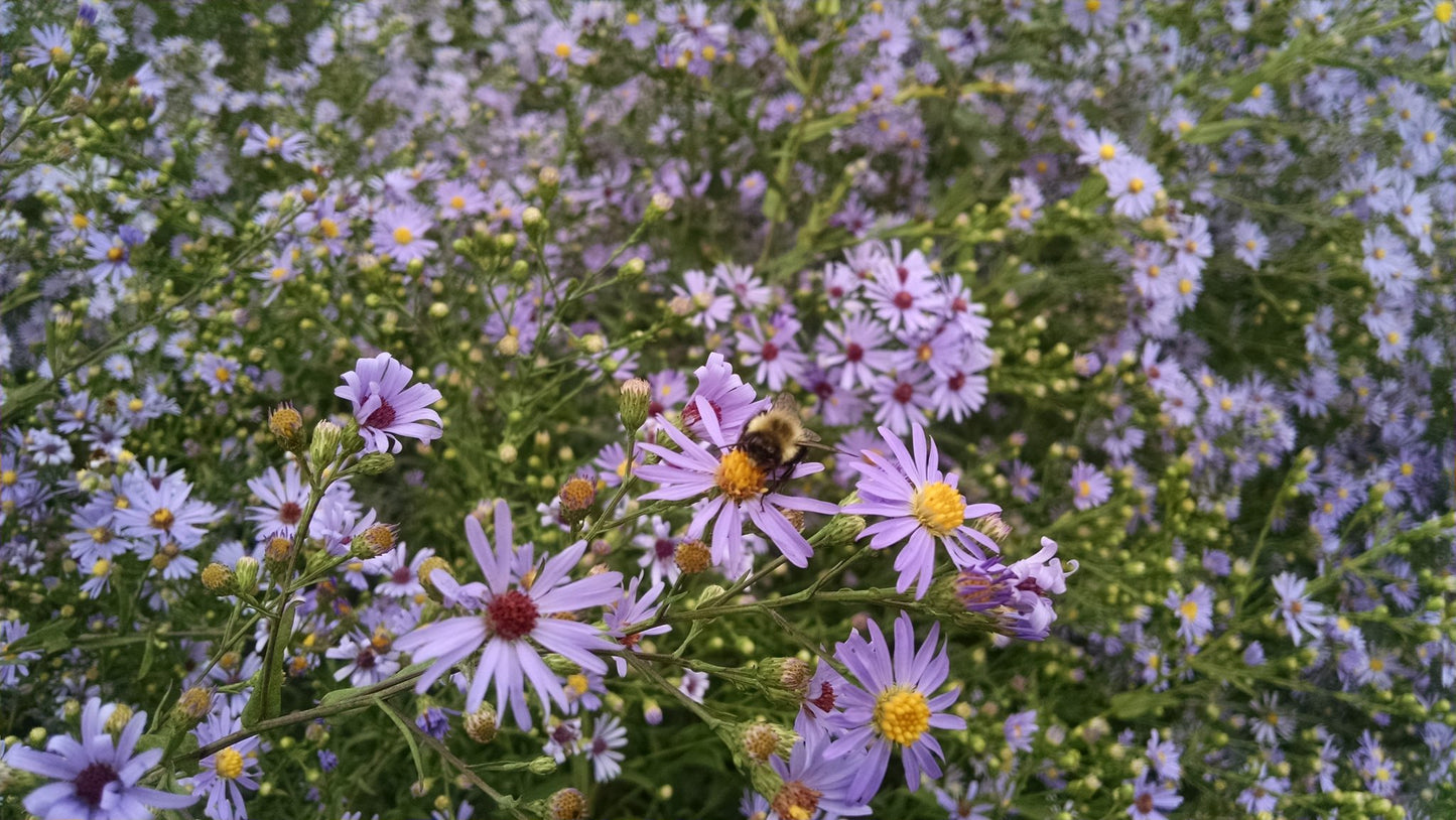 Smooth Blue Aster "Symphyotrichum laeve"
