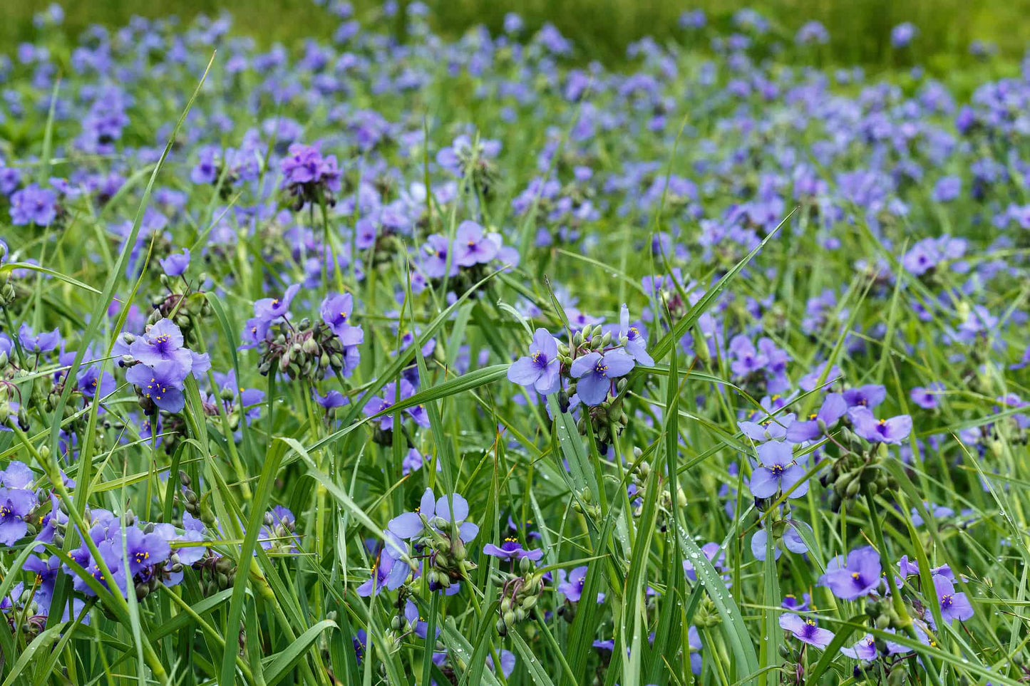 Ohio Spiderwort "Tradescantia ohiensis"