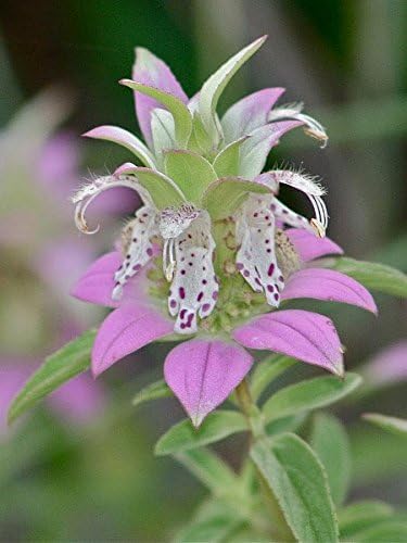 Spotted Bee Balm "Monarda punctata"