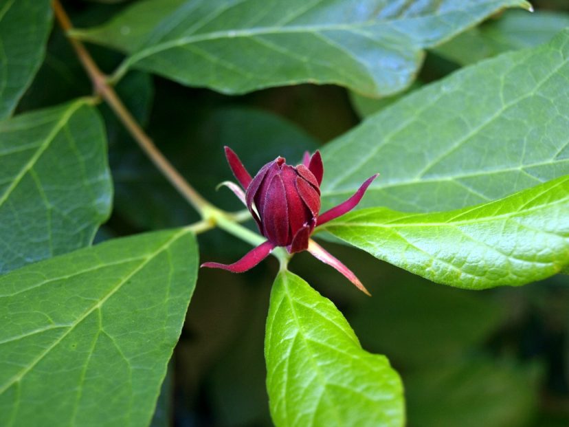 TreeYo Sweet Shrub