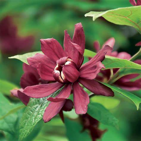 TreeYo Sweet Shrub