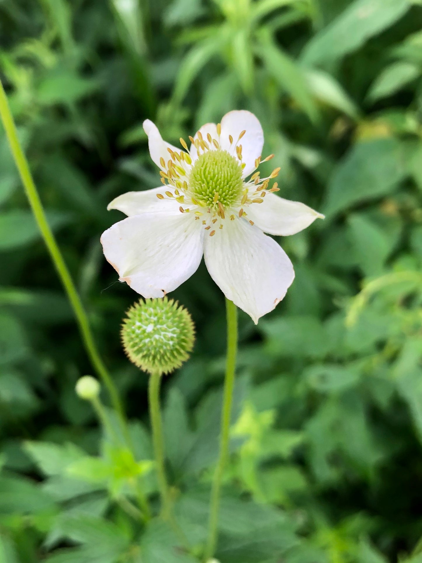 Tall Thimbleweed "Anemone virginiana"
